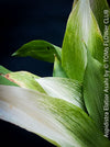 Aspidistra Elatior Asahi, organically grown aspidistra elation variegata plants for sale at TOMs FLOWer CLUB.