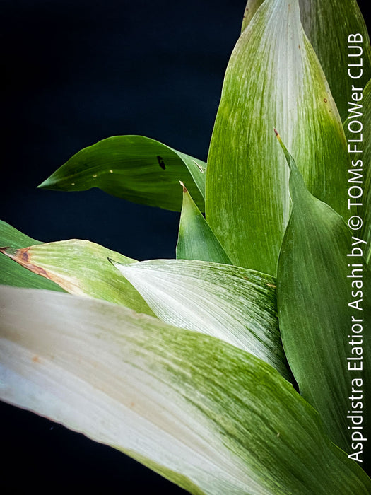 Aspidistra Elatior Asahi, organically grown aspidistra elation variegata plants for sale at TOMs FLOWer CLUB.