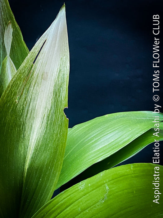 Aspidistra Elatior Asahi, organically grown aspidistra elation variegata plants for sale at TOMs FLOWer CLUB.