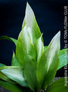 Aspidistra Elatior Asahi, organically grown aspidistra elation variegata plants for sale at TOMs FLOWer CLUB.