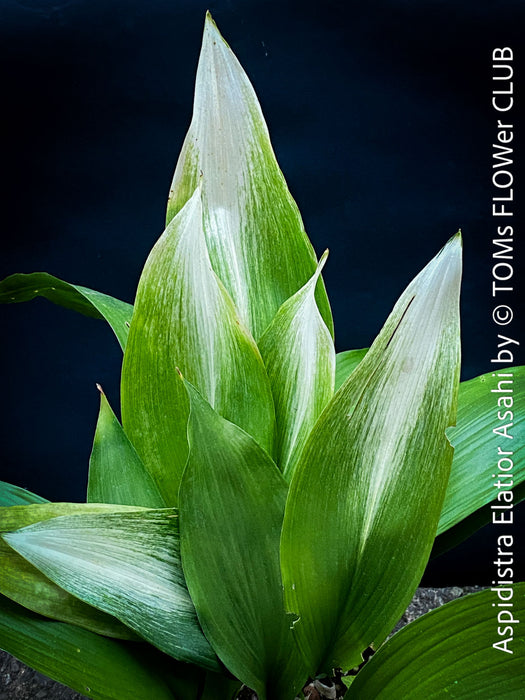 Aspidistra Elatior Asahi, organically grown aspidistra elation variegata plants for sale at TOMs FLOWer CLUB.