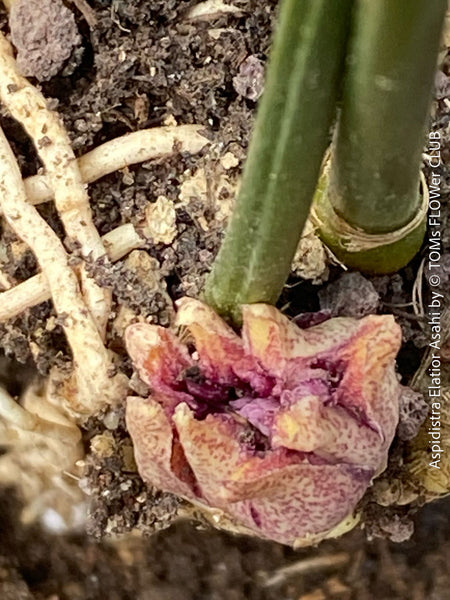 Flower of Aspidistra Elatior Asahi, organically grown aspidistra elation variegata plants for sale at TOMs FLOWer CLUB.