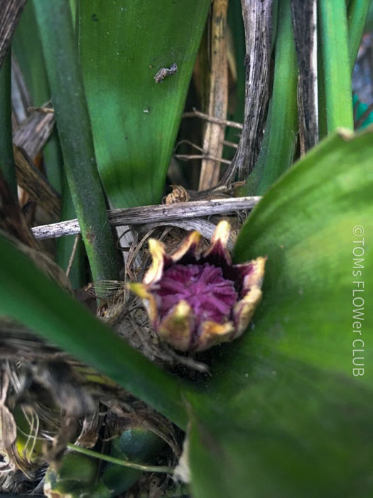 Flowering Aspidistra Elation, organically grown aspidistra elation plants for sale at TOMs FLOWer CLUB .