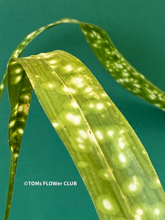 Aspidistra Elatior Chromatographic, Cast Iron Plant, organically grown Aspidistra plants for sale at TOMs FLOWer CLUB, Schusterpalme.