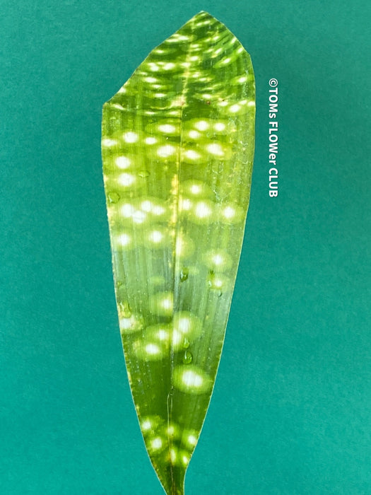 Aspidistra Elatior Chromatographic, Cast Iron Plant, organically grown Aspidistra plants for sale at TOMs FLOWer CLUB, Schusterpalme.