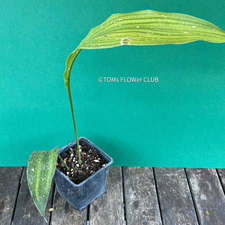 Aspidistra Elatior Picturata, Cast Iron Plant, organically grown Aspidistra plants for sale at TOMs FLOWer CLUB, Schusterpalme.