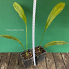 Aspidistra Elatior Picturata, Cast Iron Plant, organically grown Aspidistra plants for sale at TOMs FLOWer CLUB, Schusterpalme.