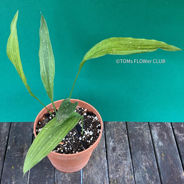 Aspidistra Elatior Picturata, Cast Iron Plant, organically grown Aspidistra plants for sale at TOMs FLOWer CLUB, Schusterpalme.