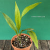 Aspidistra Elatior Picturata, Cast Iron Plant, organically grown Aspidistra plants for sale at TOMs FLOWer CLUB, Schusterpalme.