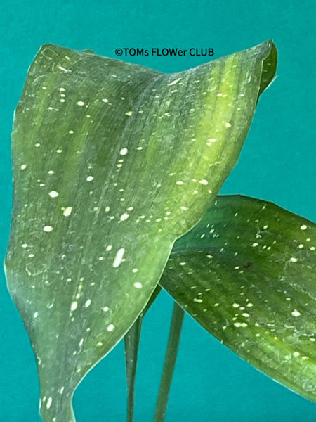 Aspidistra Elatior Picturata Nana, Cast Iron Plant, organically grown Aspidistra plants for sale at TOMs FLOWer CLUB, Schusterpalme. 