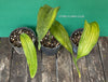 Aspidistra Elatior Picturata Nana, Cast Iron Plant, organically grown Aspidistra plants for sale at TOMs FLOWer CLUB, Schusterpalme.