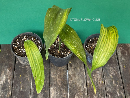 Aspidistra Elatior Picturata Nana, Cast Iron Plant, organically grown Aspidistra plants for sale at TOMs FLOWer CLUB, Schusterpalme.