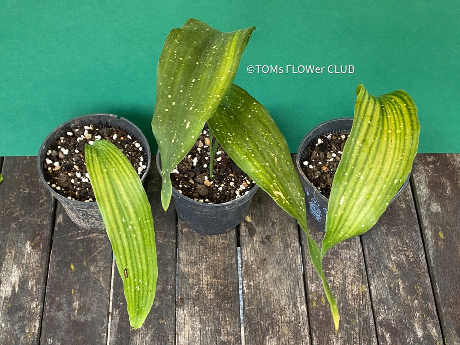 Aspidistra Elatior Picturata Nana, Cast Iron Plant, organically grown Aspidistra plants for sale at TOMs FLOWer CLUB, Schusterpalme.