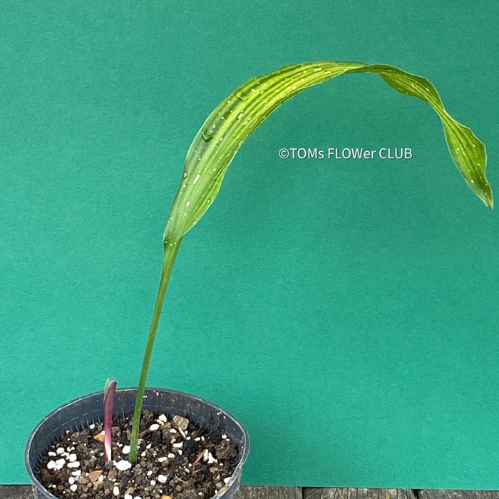 Aspidistra Elatior Picturata Nana, Cast Iron Plant, organically grown Aspidistra plants for sale at TOMs FLOWer CLUB, Schusterpalme. 