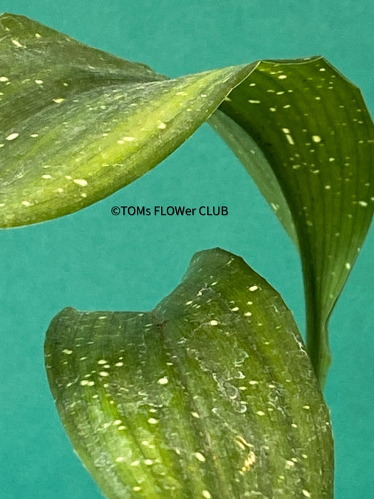 Aspidistra Elatior Picturata Nana, Cast Iron Plant, organically grown Aspidistra plants for sale at TOMs FLOWer CLUB, Schusterpalme.