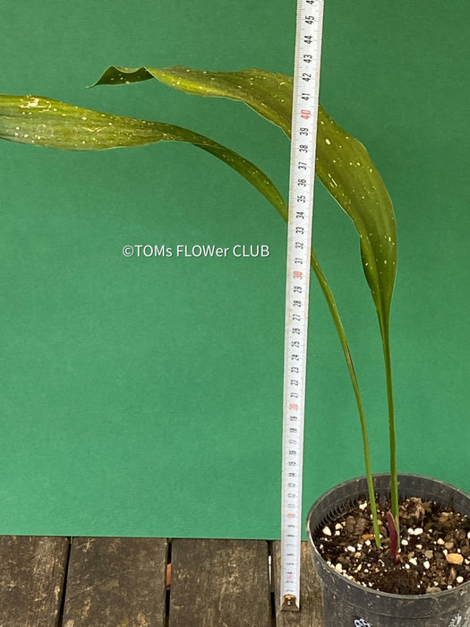 Aspidistra Elatior Picturata Nana, Cast Iron Plant, organically grown Aspidistra plants for sale at TOMs FLOWer CLUB, Schusterpalme.