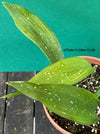 Aspidistra Elatior Picturata Nana, Cast Iron Plant, organically grown Aspidistra plants for sale at TOMs FLOWer CLUB, Schusterpalme.