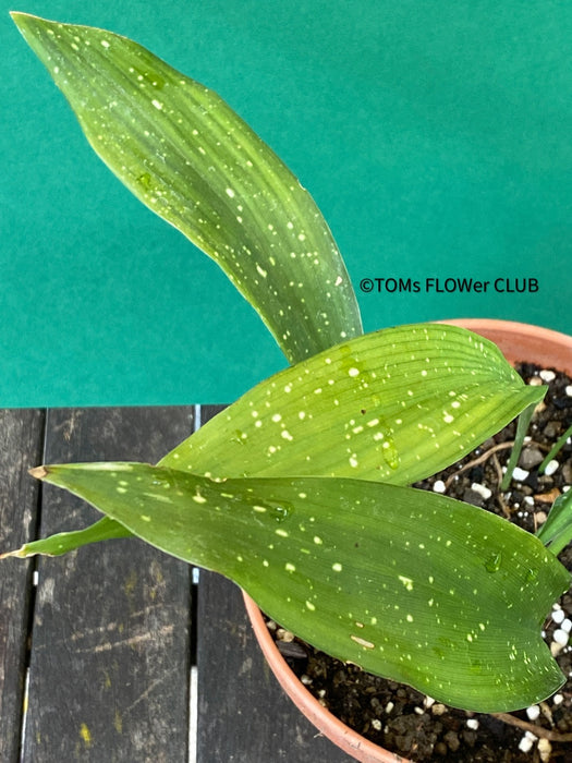 Aspidistra Elatior Picturata Nana, Cast Iron Plant, organically grown Aspidistra plants for sale at TOMs FLOWer CLUB, Schusterpalme.