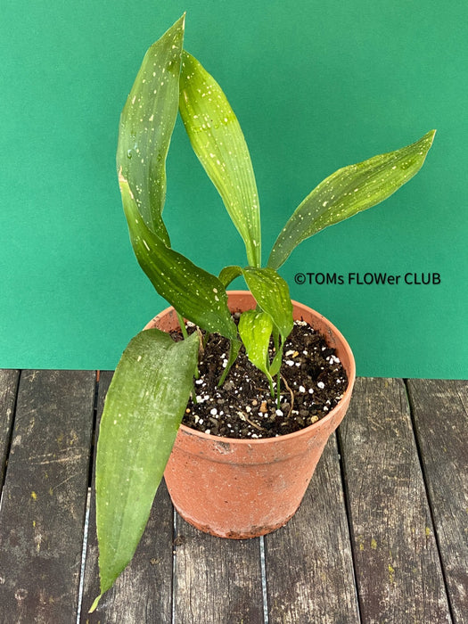 Aspidistra Elatior Picturata Nana, Cast Iron Plant, organically grown Aspidistra plants for sale at TOMs FLOWer CLUB, Schusterpalme.