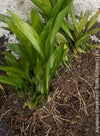 Aspidistra elatior, organically grown plants for sale at TOMs FLOWer CLUB; Schusterpalme, iron cost palm