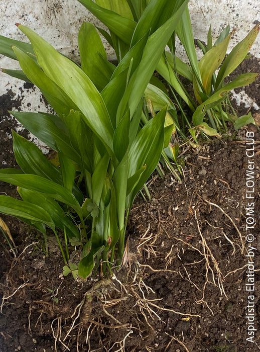 Aspidistra elatior, organically grown plants for sale at TOMs FLOWer CLUB; Schusterpalme, iron cost palm