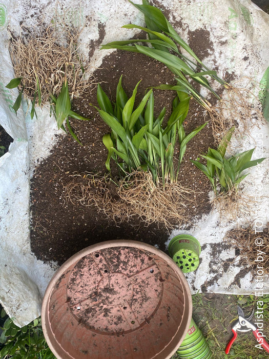 Aspidistra elatior, organically grown plants for sale at TOMs FLOWer CLUB; Schusterpalme, iron cost palm