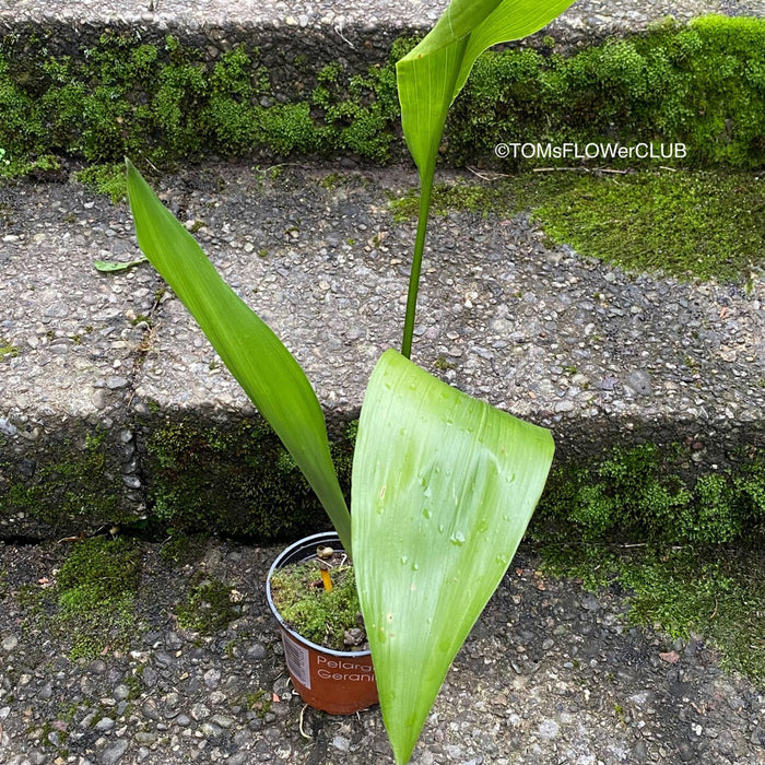 Aspidistra elatior, organically grown plants for sale at TOMs FLOWer CLUB; Schusterpalme, iron cost palm