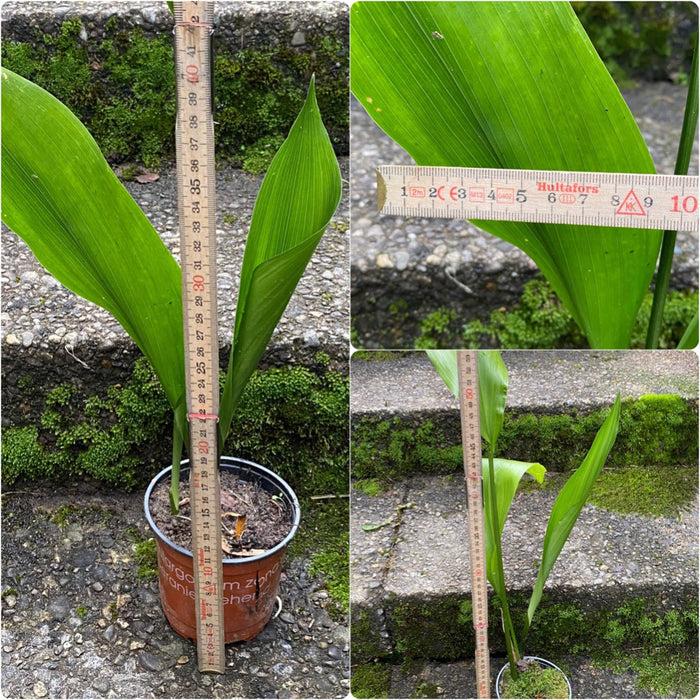 Aspidistra elatior, organically grown plants for sale at TOMs FLOWer CLUB; Schusterpalme, iron cost palm