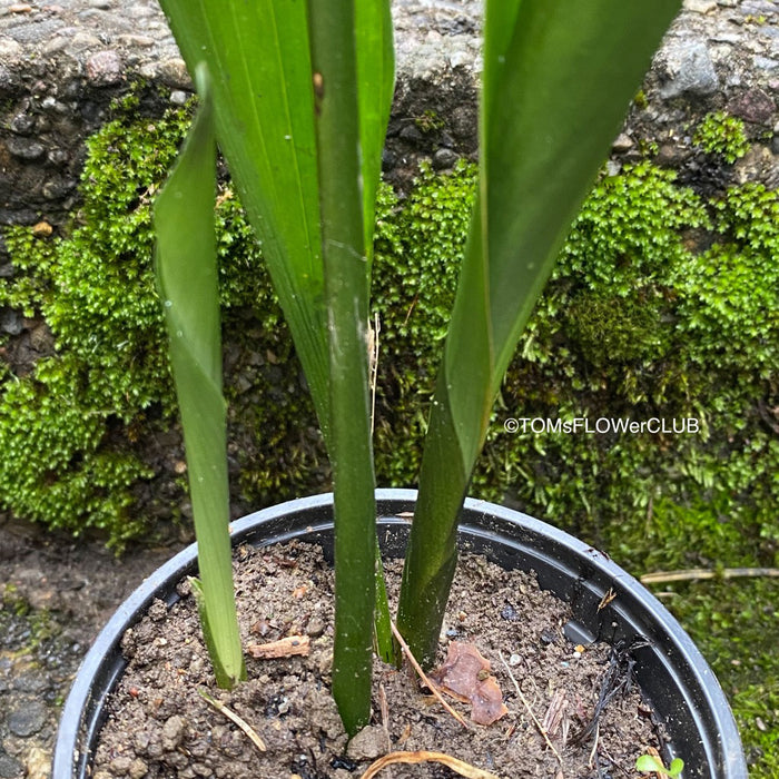 Aspidistra elatior, organically grown plants for sale at TOMs FLOWer CLUB; Schusterpalme, iron cost palm