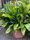 Aspidistra elatior, organically grown plants for sale at TOMs FLOWer CLUB; Schusterpalme, iron cost palm