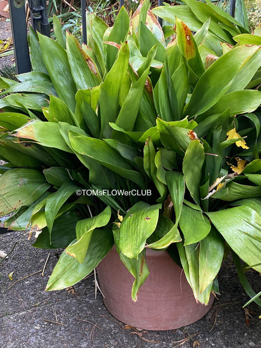 Aspidistra elatior, organically grown plants for sale at TOMs FLOWer CLUB; Schusterpalme, iron cost palm