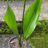 Aspidistra elatior, organically grown plants for sale at TOMs FLOWer CLUB; Schusterpalme, iron cost palm