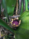 Aspidistra elatior, organically grown plants for sale at TOMs FLOWer CLUB; Schusterpalme, iron cost palm