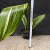 Aspidistra elatior variegata, Schusterpalme, cast iron plant, Car friendly plant, organically grown, plants for sale at TOMs FLOWer CLUB.