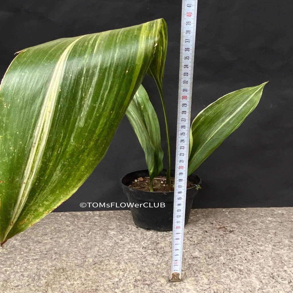 Aspidistra Elatior Variegata Cast Iron Plant Organic Plants TOMs aspidistra-elatior-variegata-cast-iron-plant-organic-plants-toms