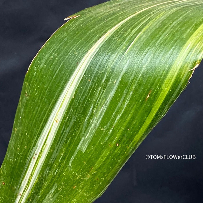 Aspidistra elatior variegata, Schusterpalme, cast iron plant, Car friendly plant, organically grown, plants for sale at TOMs FLOWer CLUB.