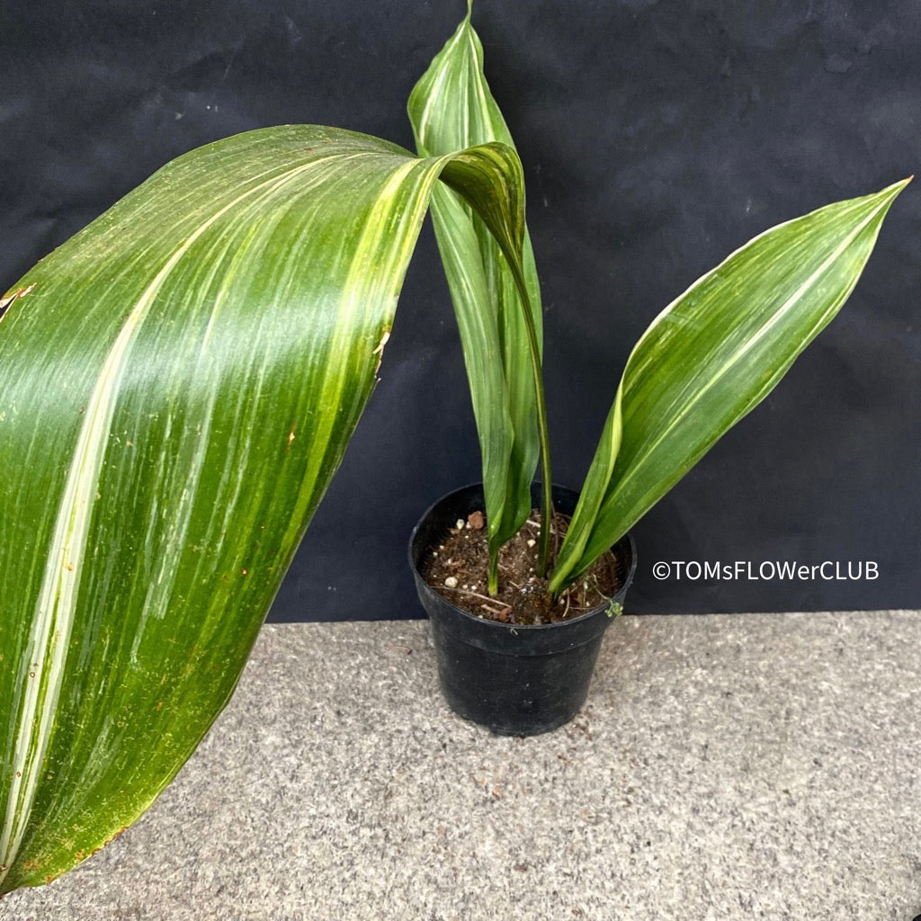 Aspidistra Elatior Variegata Cast Iron Plant Organic Plants TOMs aspidistra-elatior-variegata-cast-iron-plant-organic-plants-toms