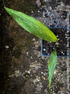 Aspidistra Vietnamensis Milky Way, Schuster Palme, iron cost plant, hardy plants, plants for sale, TOMs FLOWer CLUB.