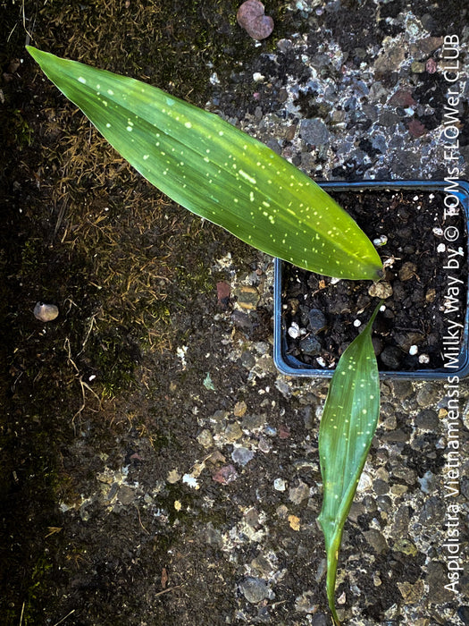 Aspidistra Vietnamensis Milky Way, Schuster Palme, iron cost plant, hardy plants, plants for sale, TOMs FLOWer CLUB.