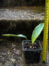 Aspidistra Vietnamensis Milky Way, Schuster Palme, iron cost plant, hardy plants, plants for sale, TOMs FLOWer CLUB.