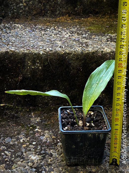 Aspidistra Vietnamensis Milky Way, Schuster Palme, iron cost plant, hardy plants, plants for sale, TOMs FLOWer CLUB.