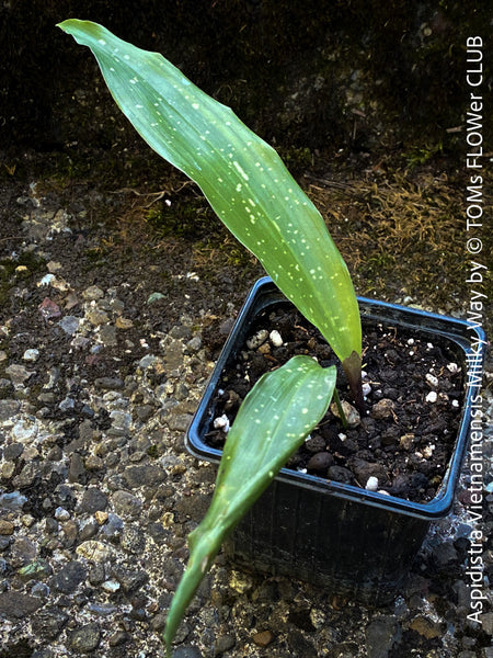 Aspidistra Vietnamensis Milky Way, Schuster Palme, iron cost plant, hardy plants, plants for sale, TOMs FLOWer CLUB.