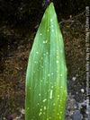 Aspidistra Vietnamensis Milky Way, Schuster Palme, iron cost plant, hardy plants, plants for sale, TOMs FLOWer CLUB.