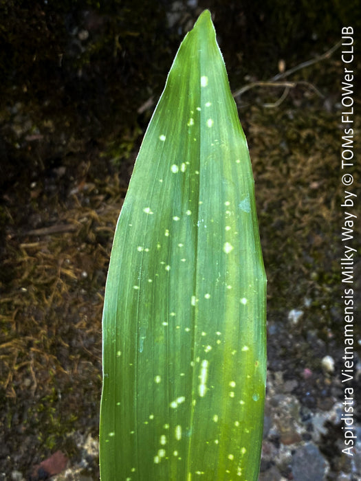 Aspidistra Vietnamensis Milky Way, Schuster Palme, iron cost plant, hardy plants, plants for sale, TOMs FLOWer CLUB.