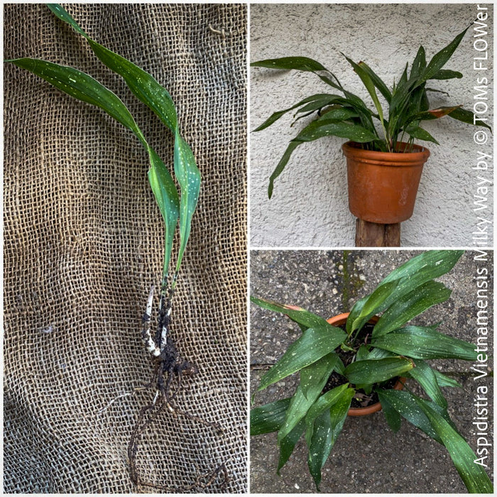 Aspidistra Vietnamensis Milky Way, Schuster Palme, iron cost plant, hardy plants, plants for sale, TOMs FLOWer CLUB.