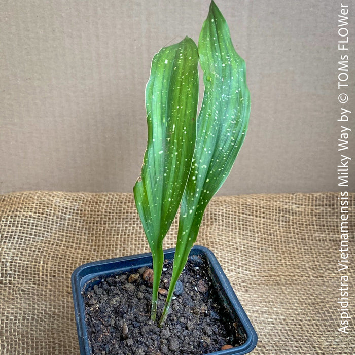 Aspidistra Vietnamensis Milky Way, Schuster Palme, iron cost plant, hardy plants, plants for sale, TOMs FLOWer CLUB.