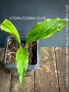 Aspidistra Vietnamensis Milky Way, Schuster Palme, iron cost plant, hardy plants, plants for sale, TOMs FLOWer CLUB.