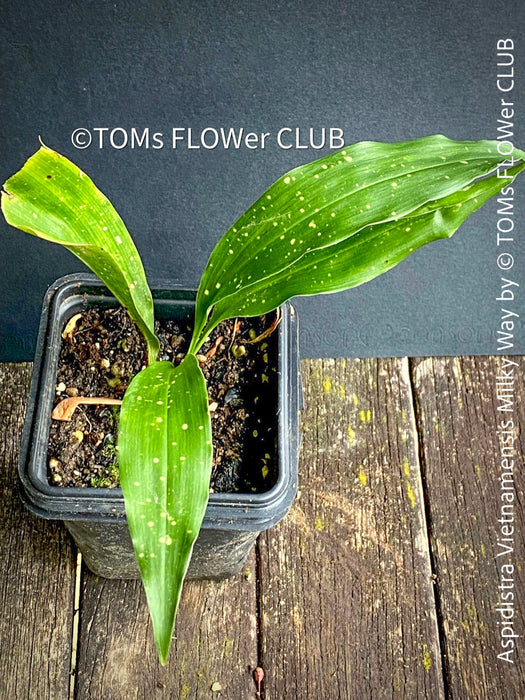 Aspidistra Vietnamensis Milky Way, Schuster Palme, iron cost plant, hardy plants, plants for sale, TOMs FLOWer CLUB.