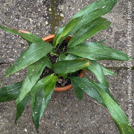 Aspidistra Vietnamensis Milky Way, Schuster Palme, iron cost plant, hardy plants, plants for sale, TOMs FLOWer CLUB.