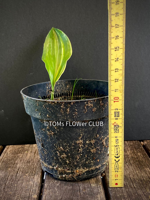 Aspidistra Elatior Variegata, iron cast plant, Schusterpalme, organically grown plants for sale at TOMs FLOWer CLUB.